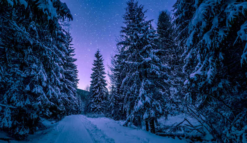 Winter Solstice - forest with snow-covered evergreen trees